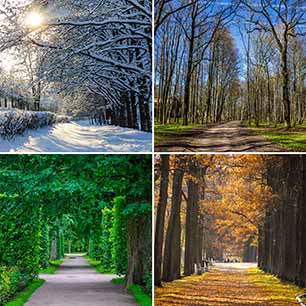 Holiday schedules - 4 images of the same tree lined walkway in 4 different seasons