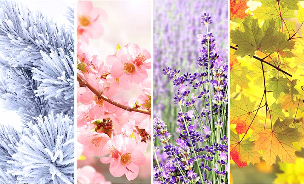 Collage showing nature images from each season